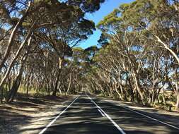 Image of Kangaroo Island Narrow-leaf Mallee