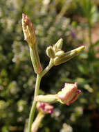 صورة Matthiola longipetala (Vent.) DC.