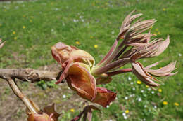 Image of shellbark hickory