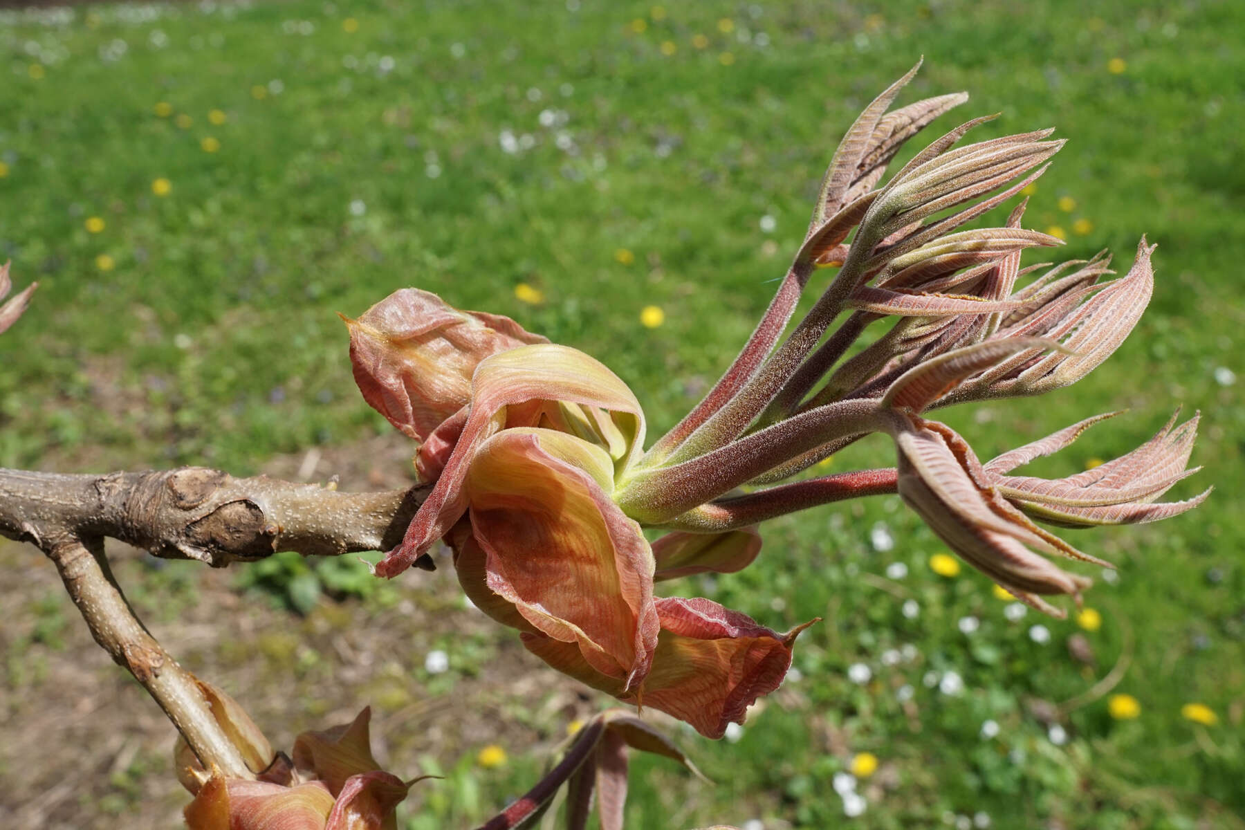 Image of shellbark hickory