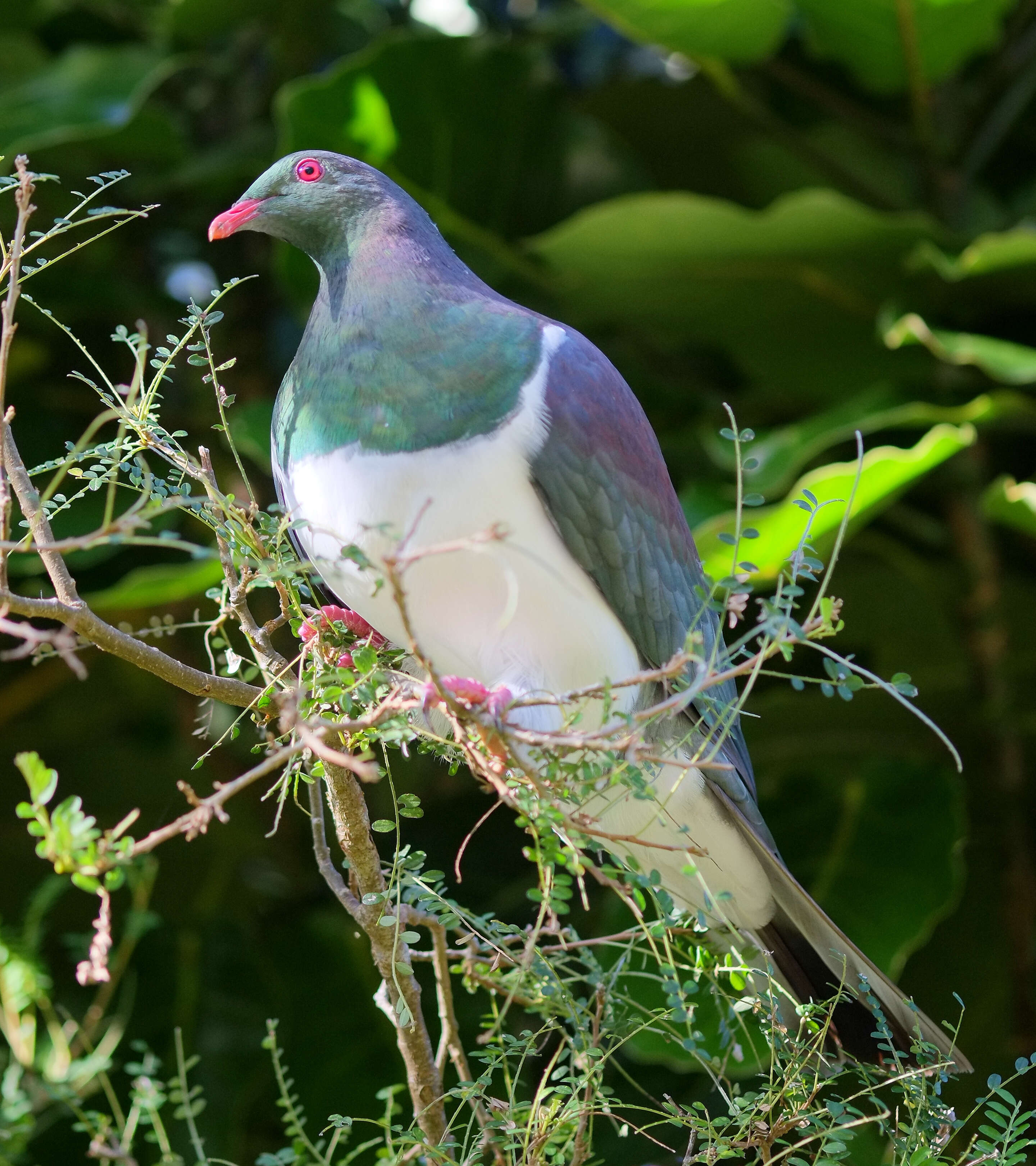 Image of Kererū