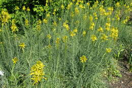 Image of yellow asphodel