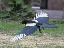 Image of Oriental Magpie