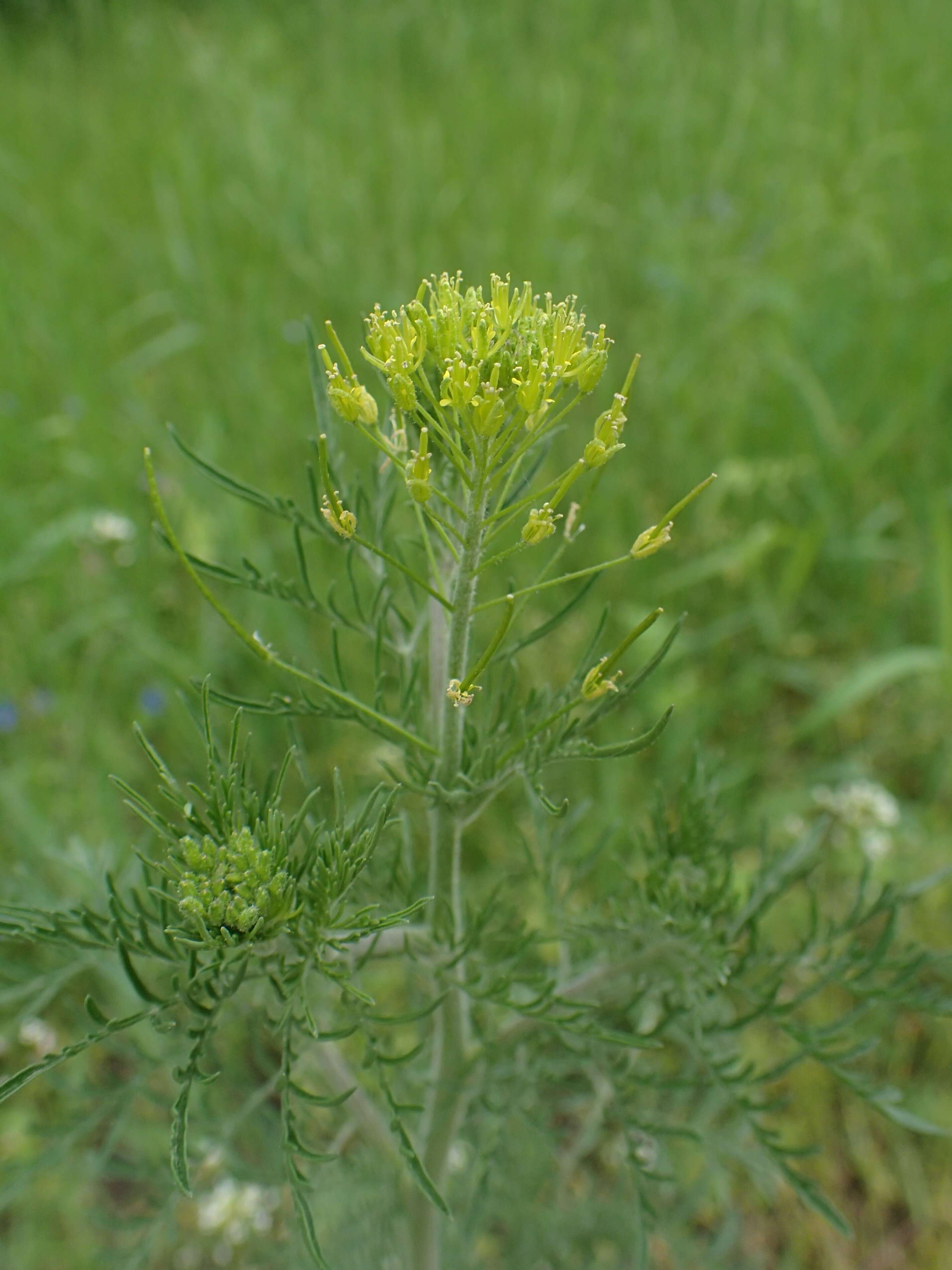 Image of herb sophia