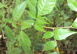Image of Chukrasia tabularis A. Juss.
