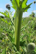 Image of tall globethistle