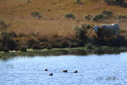 Image of Yellow-billed Teal