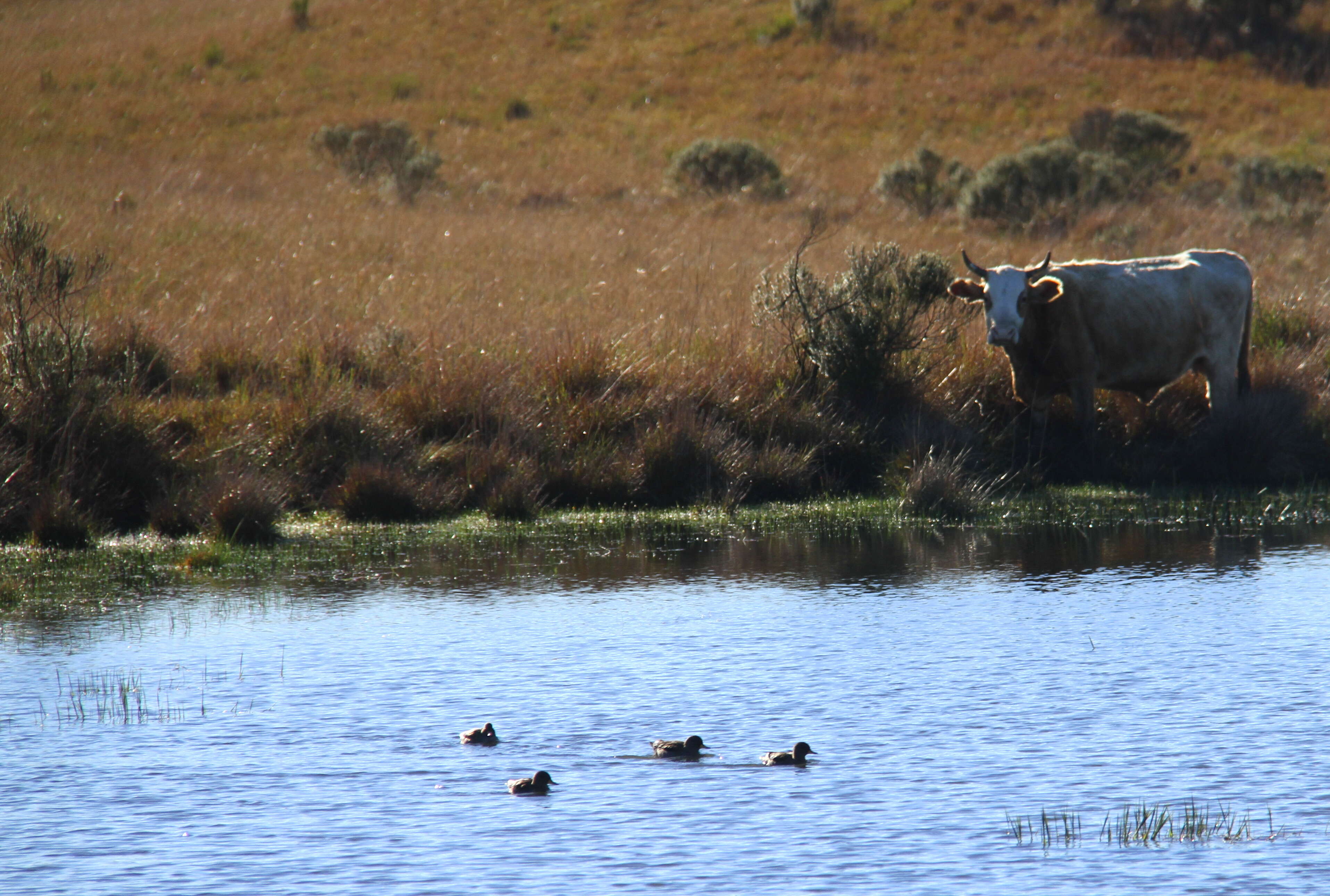 Image of Yellow-billed Teal