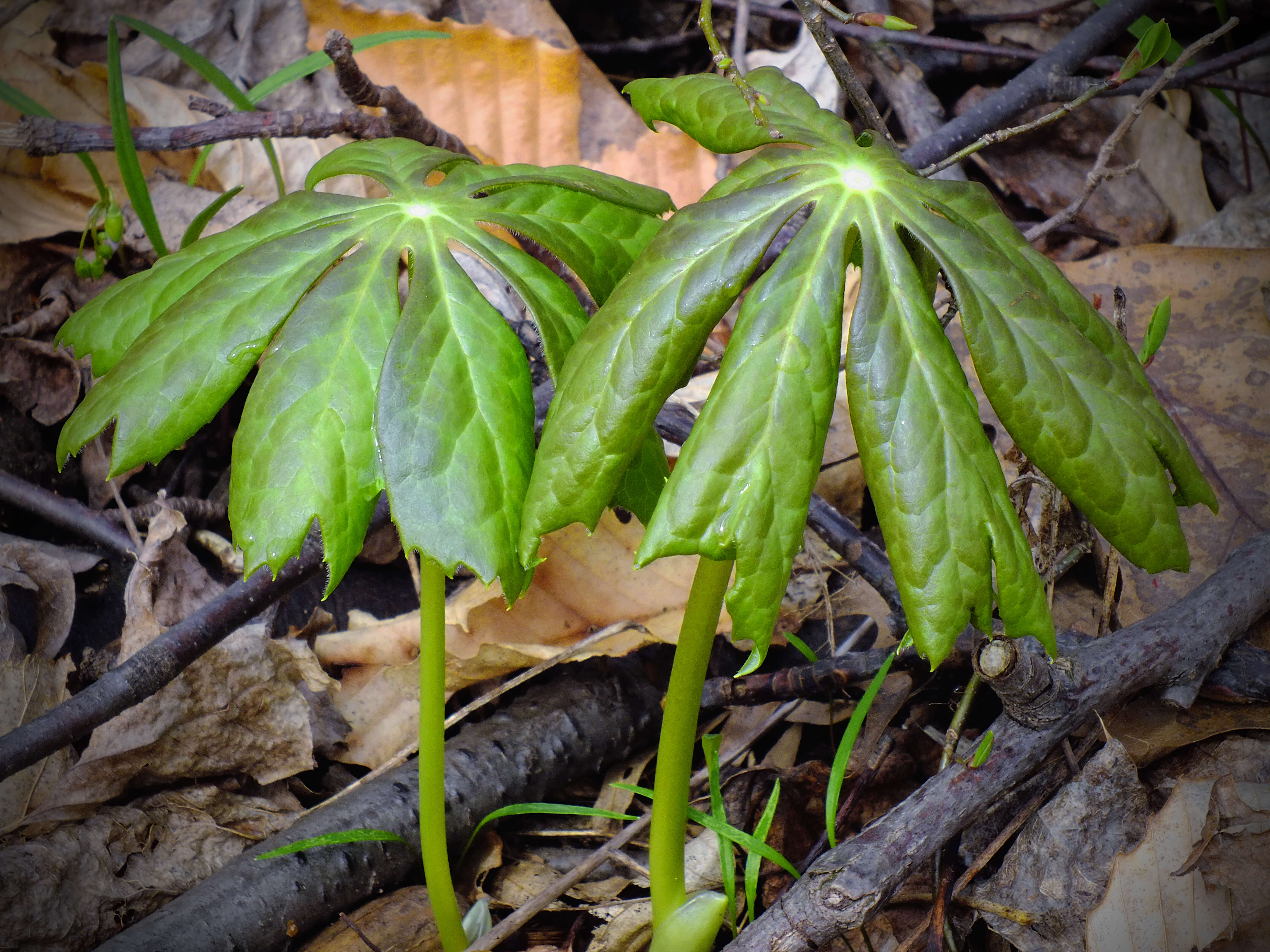 Image of mayapple