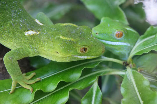 Image of Wellington green gecko