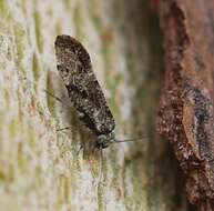 Loensia variegata (Latreille 1799) resmi