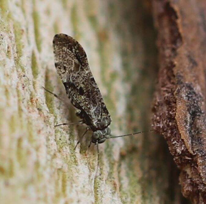 Loensia variegata (Latreille 1799) resmi