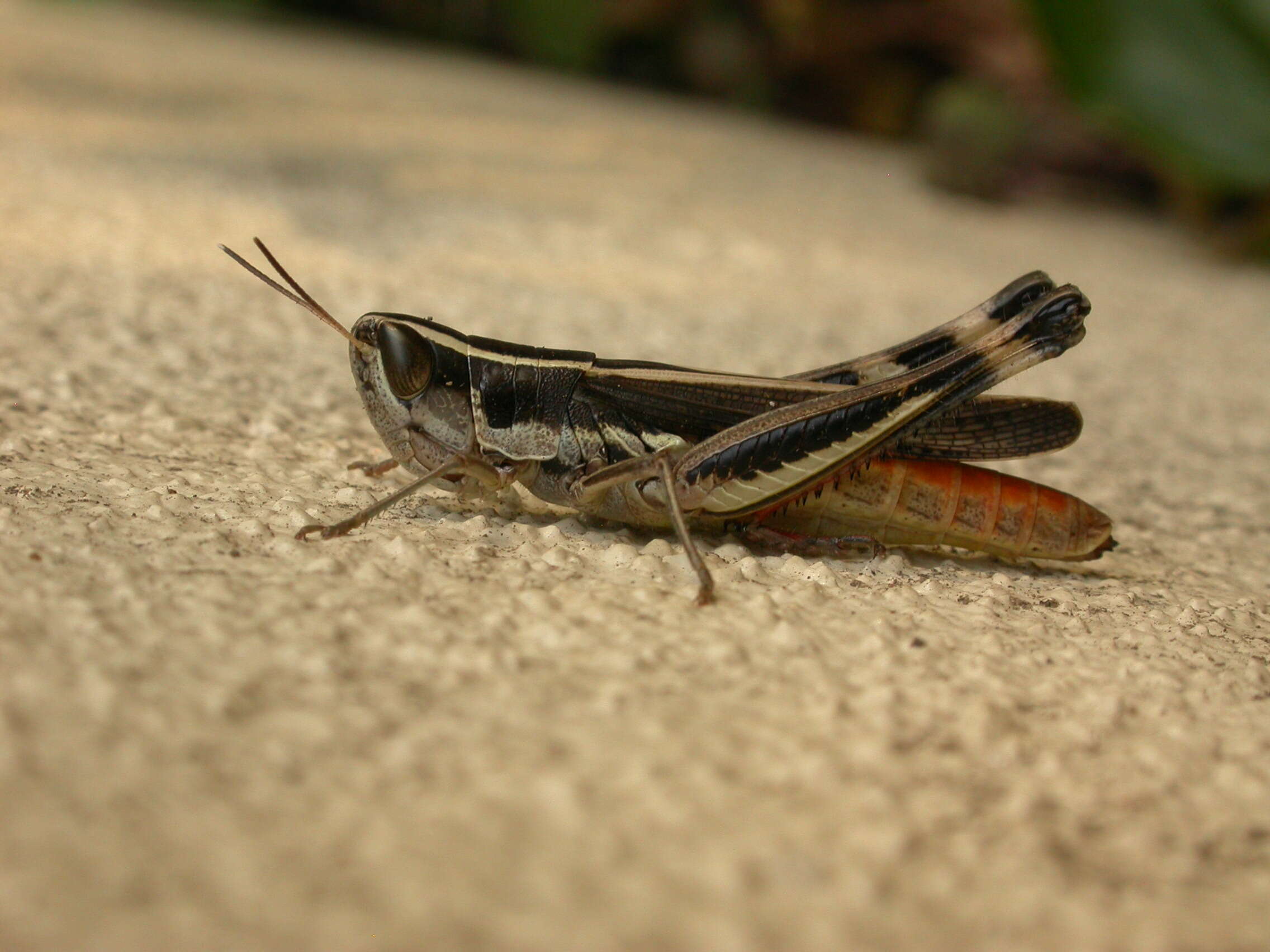 Image of Macrotona securiformis (Sjöstedt 1921)