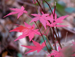 Image of Japanese maple