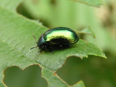 Image of Plagiosterna aenea