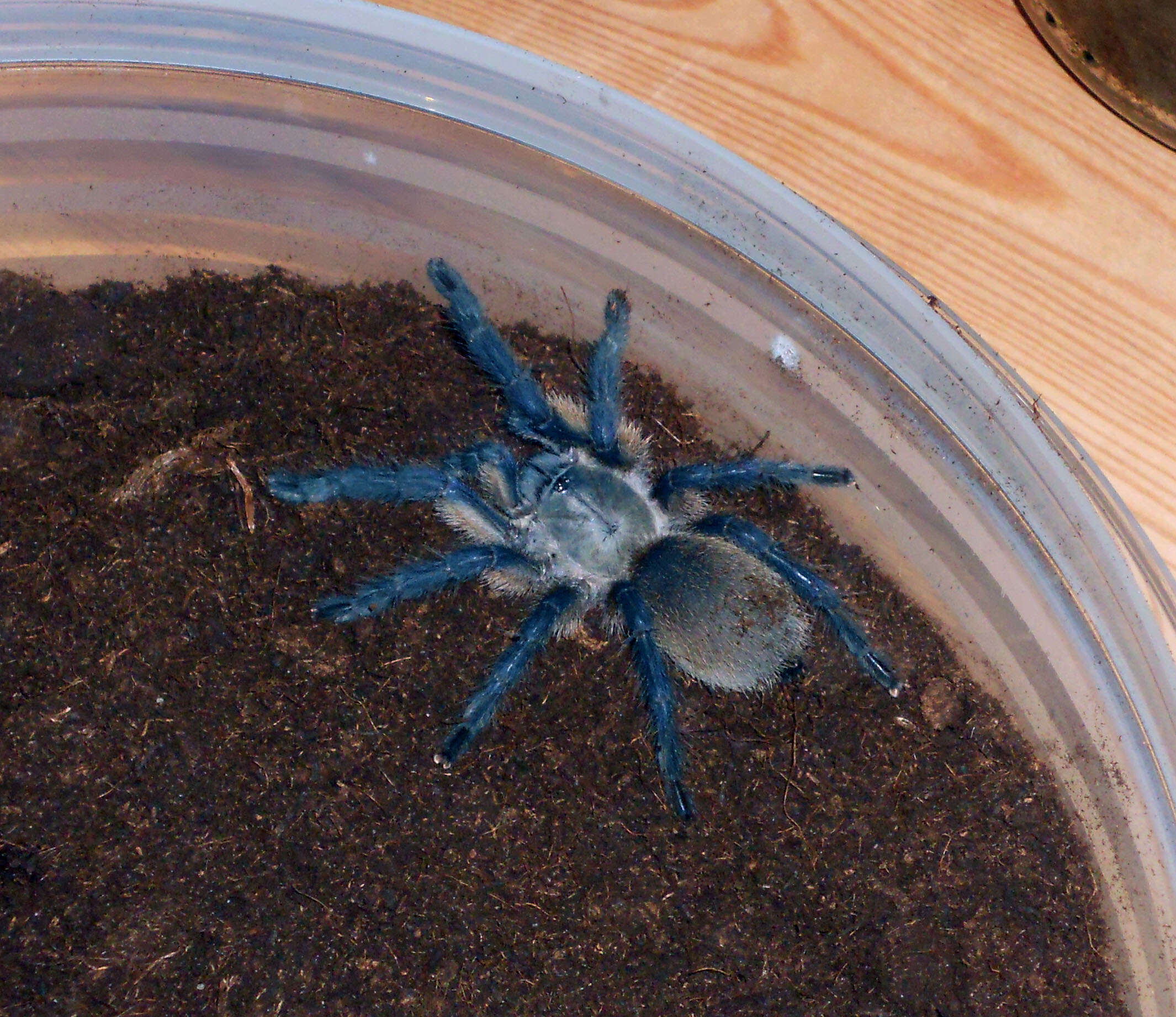 Image of Socotra Island Blue Baboon (tarantula)