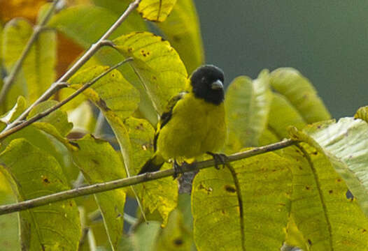 Image of Olivaceous Siskin