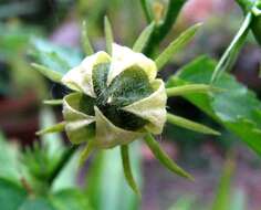 Imagem de Hibiscus phoeniceus Jacq.