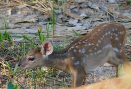 Image of South American Red Brocket