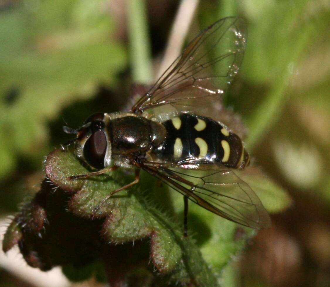 Image of Eupeodes luniger (Meigen 1822)