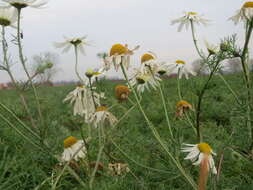 Imagem de Tripleurospermum inodorum (L.) Sch.-Bip