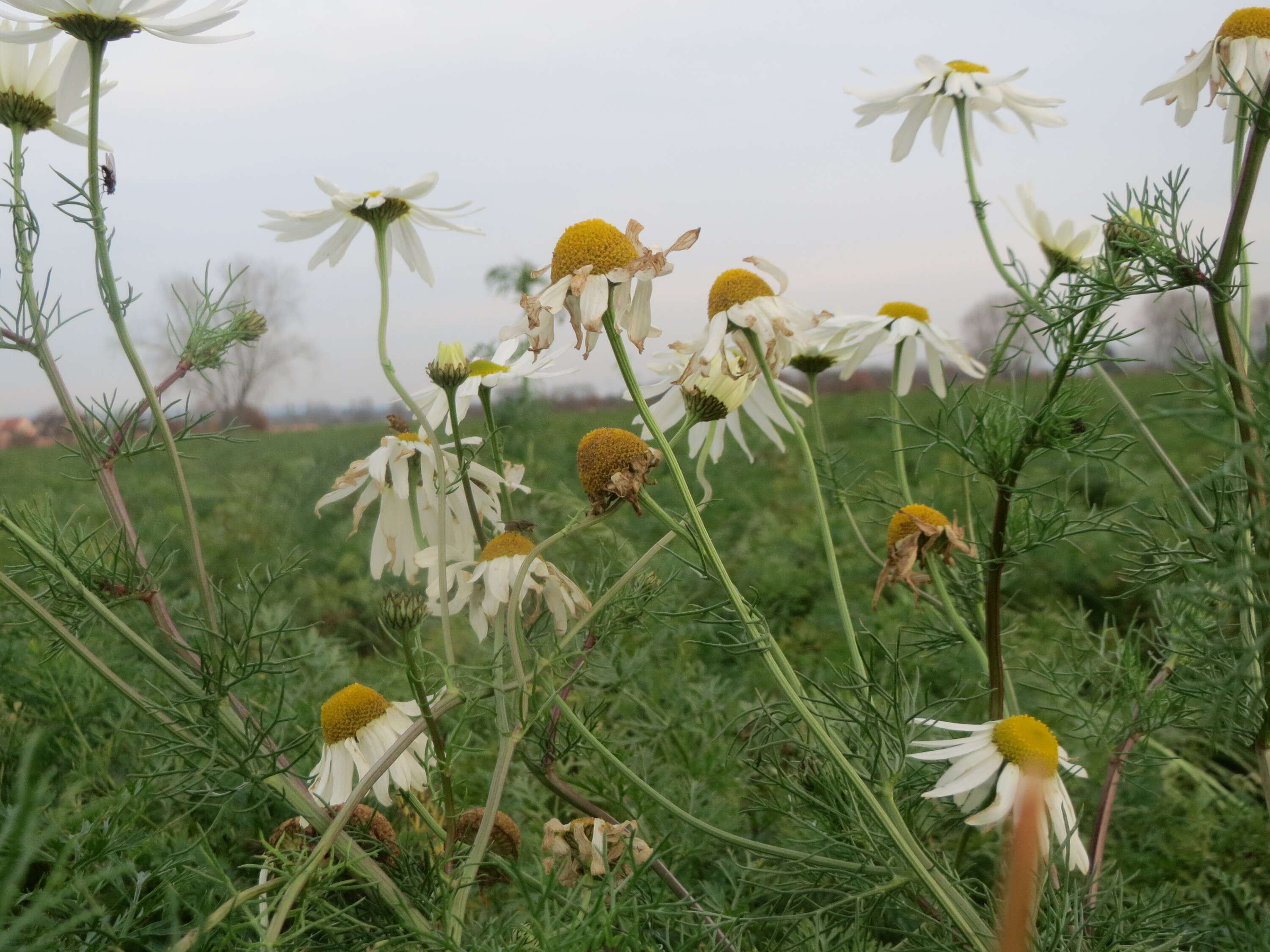 Imagem de Tripleurospermum inodorum (L.) Sch.-Bip