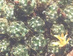 Image of Mammillaria surculosa Boed.