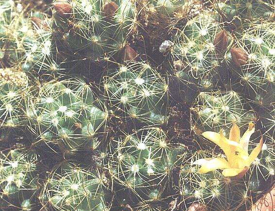 Image of Mammillaria surculosa Boed.