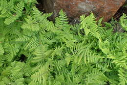 Image of scented oakfern