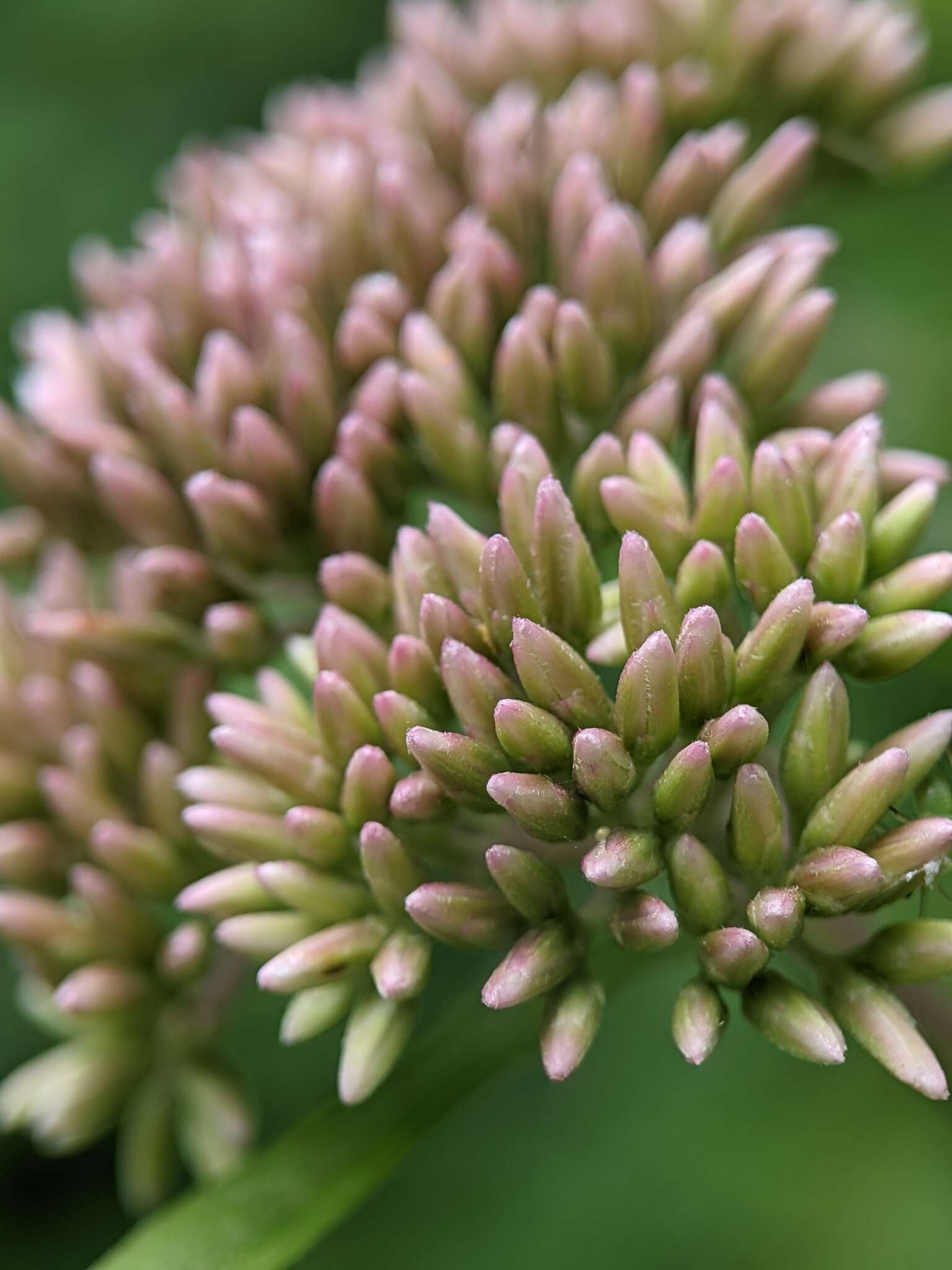 Image of hemp agrimony