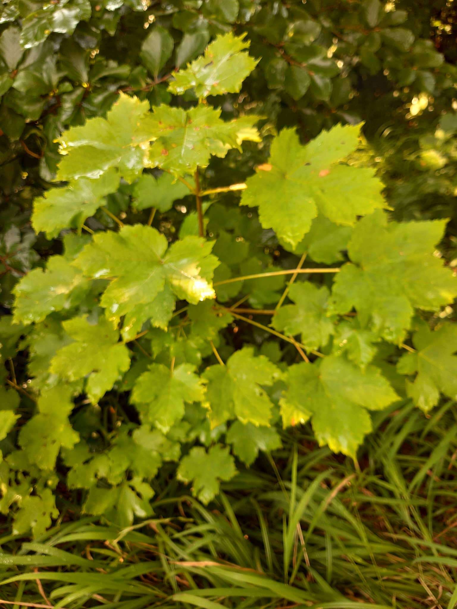 Imagem de Acer pseudoplatanus L.