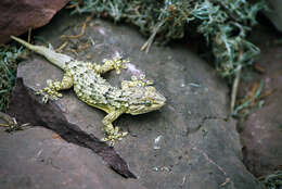 Image of Common Wall Gecko