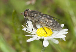 صورة Hybomitra bimaculata (Macquart 1826)