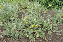 Image of woolly cinquefoil