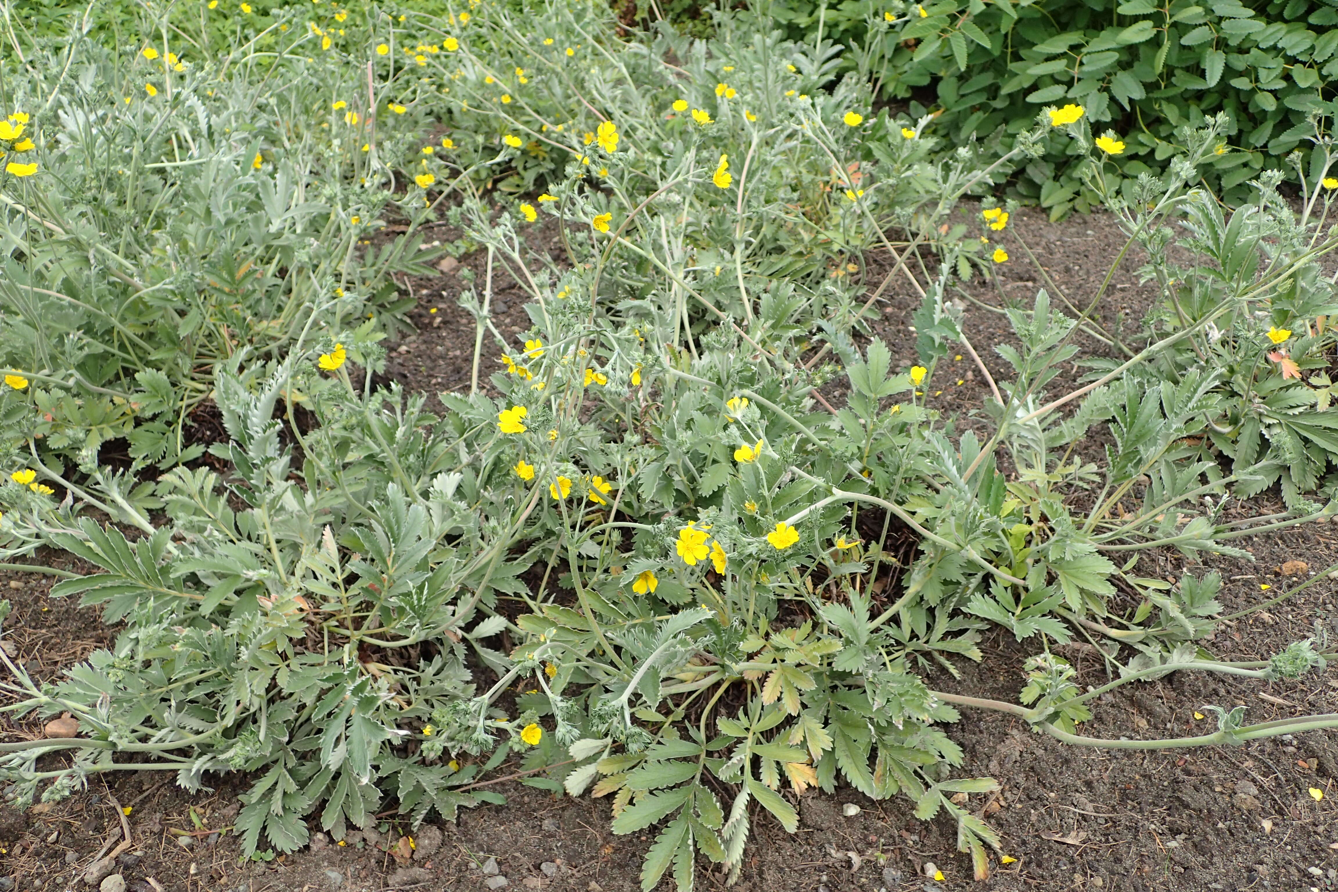 Image of woolly cinquefoil