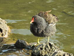 Image of Common Moorhen