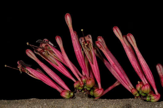 Image of Tapinanthus rubromarginatus (Eng I.) Danser