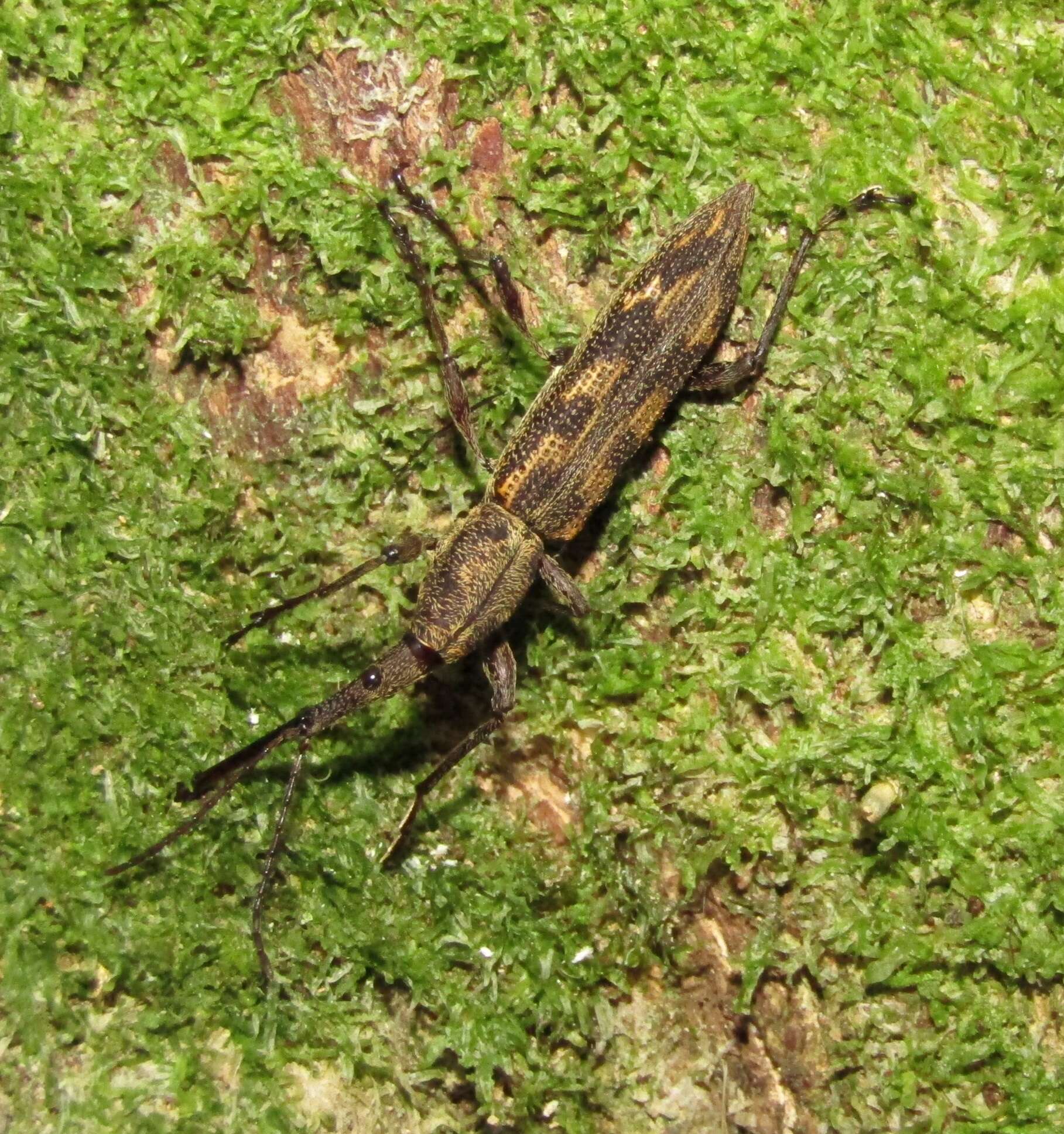 Image of Giraffe weevil