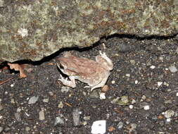 Image of Asian black-spined toad