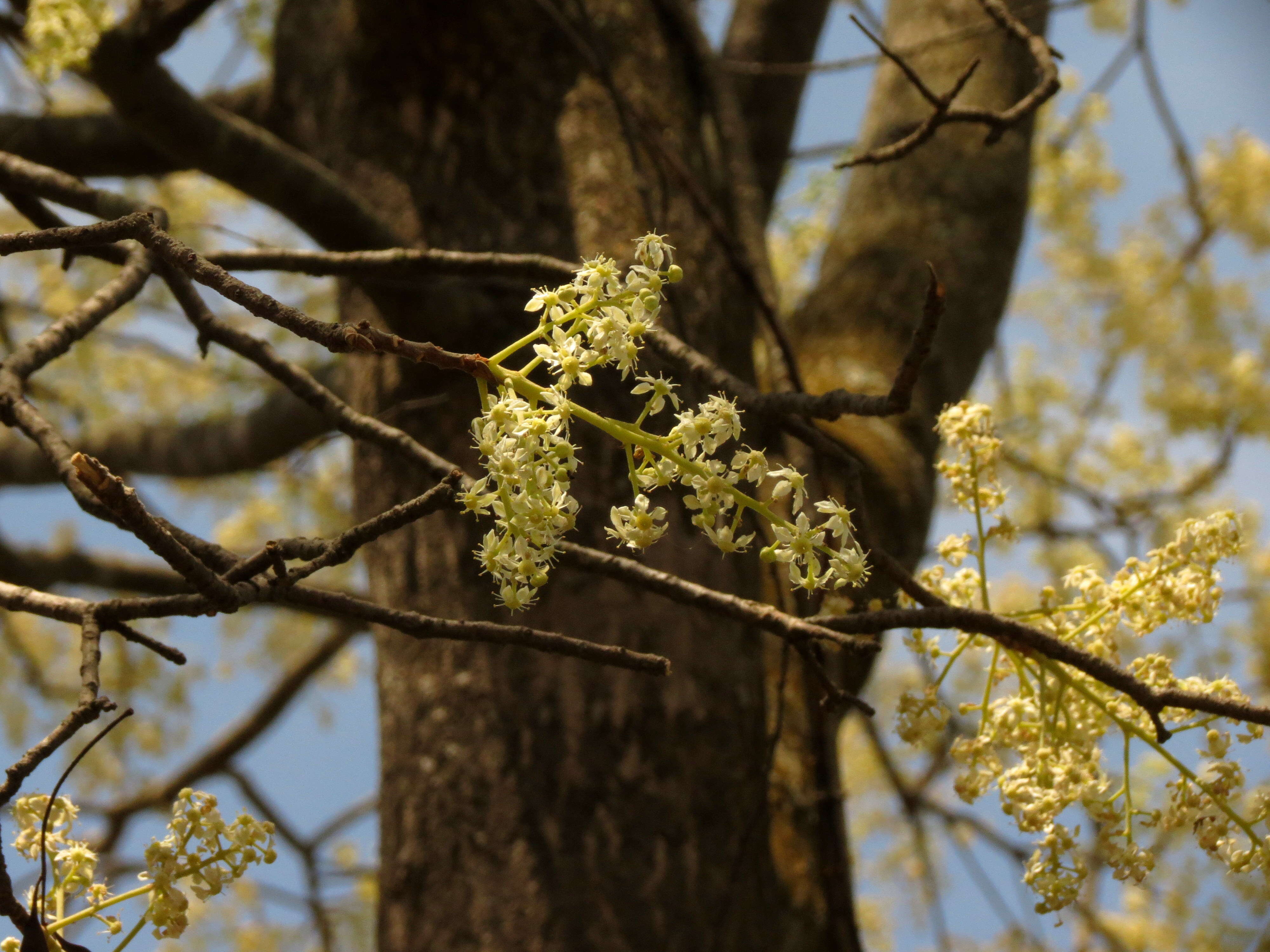 Image of Chloroxylon