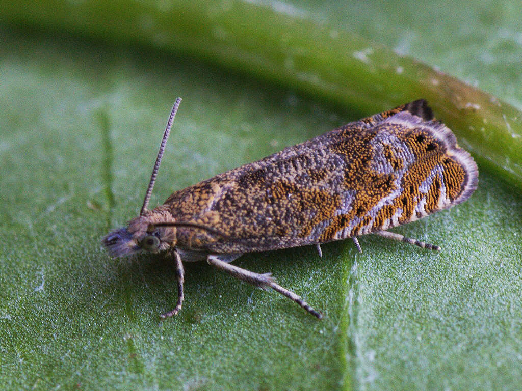 Image of Dichrorampha aeratana Pierce & Metcalfe 1915