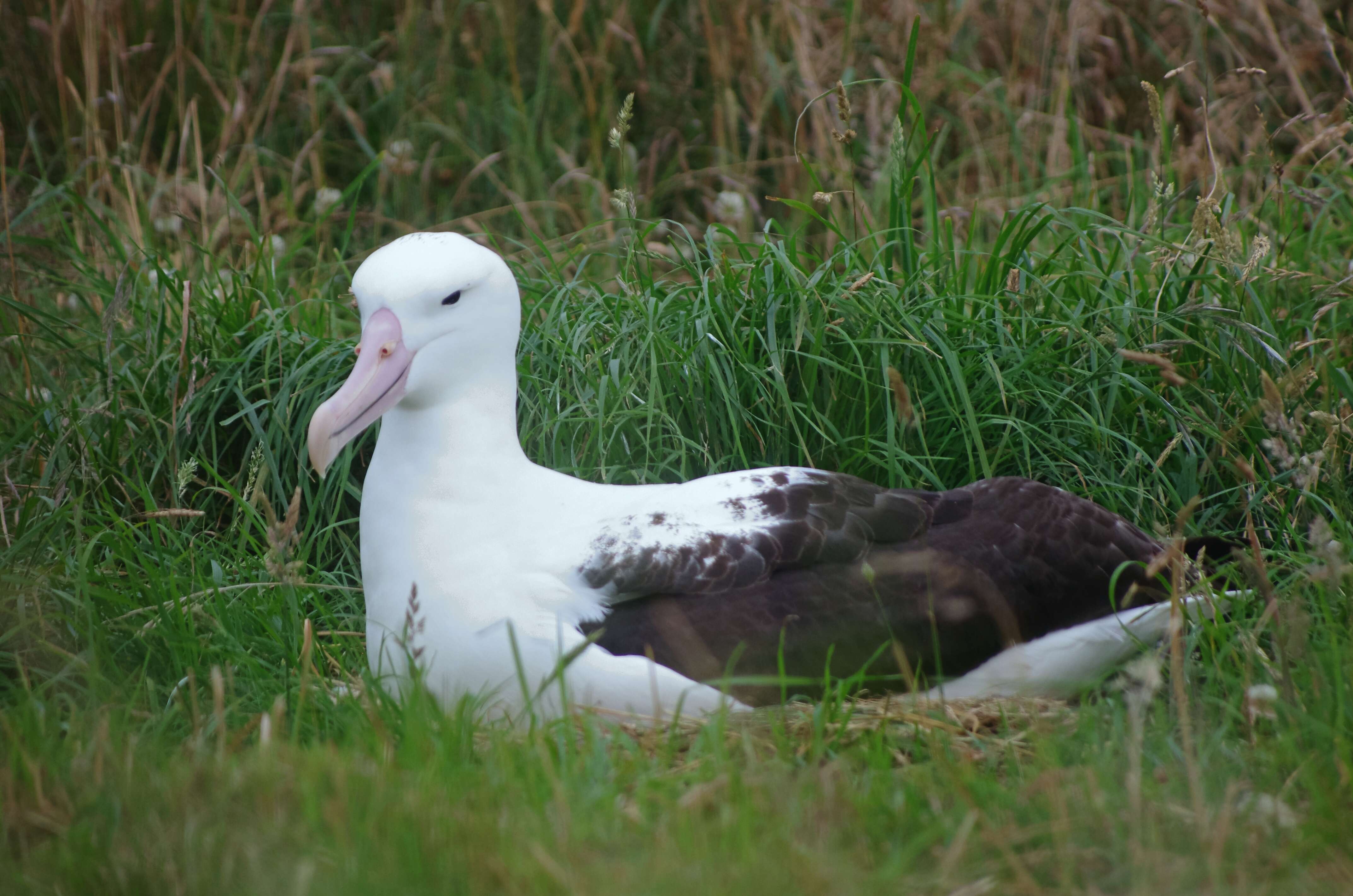 Image of Royal Albatross