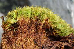 Image of Fragile tortella moss