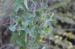 Image of Ibervillea sonorae (S. Wats.) Greene