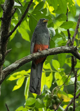 Image of Black-tailed Trogon