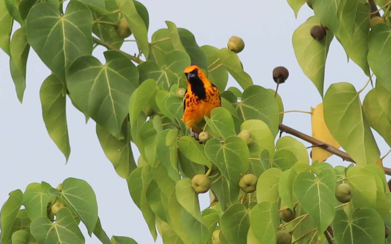 Image of Spot-breasted Oriole