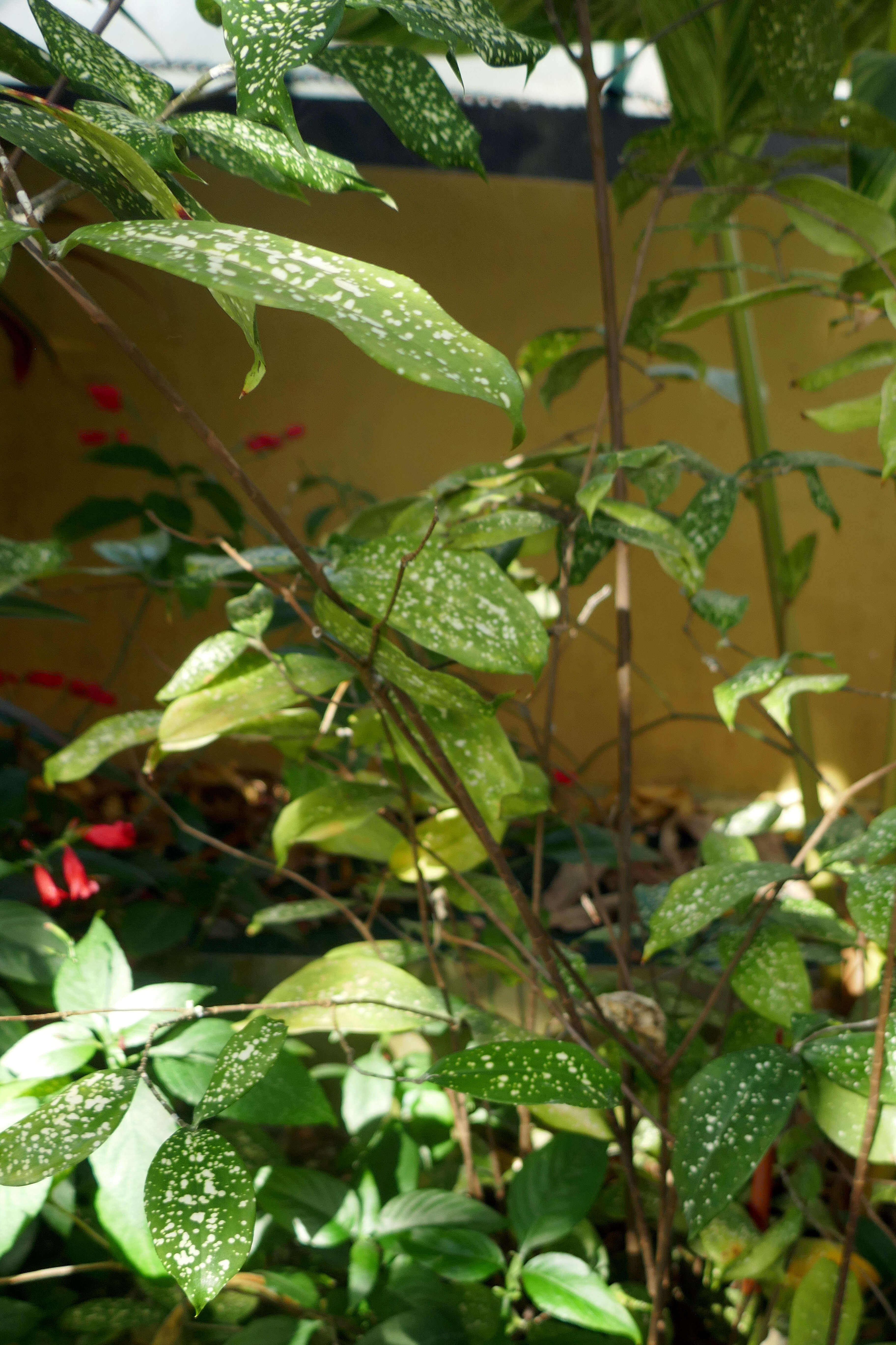 Image of gold dust dracaena