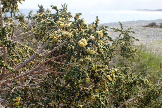 Image of Thymelaea hirsuta (L.) Endl.