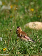 Image of Asian Crimson-winged Finch