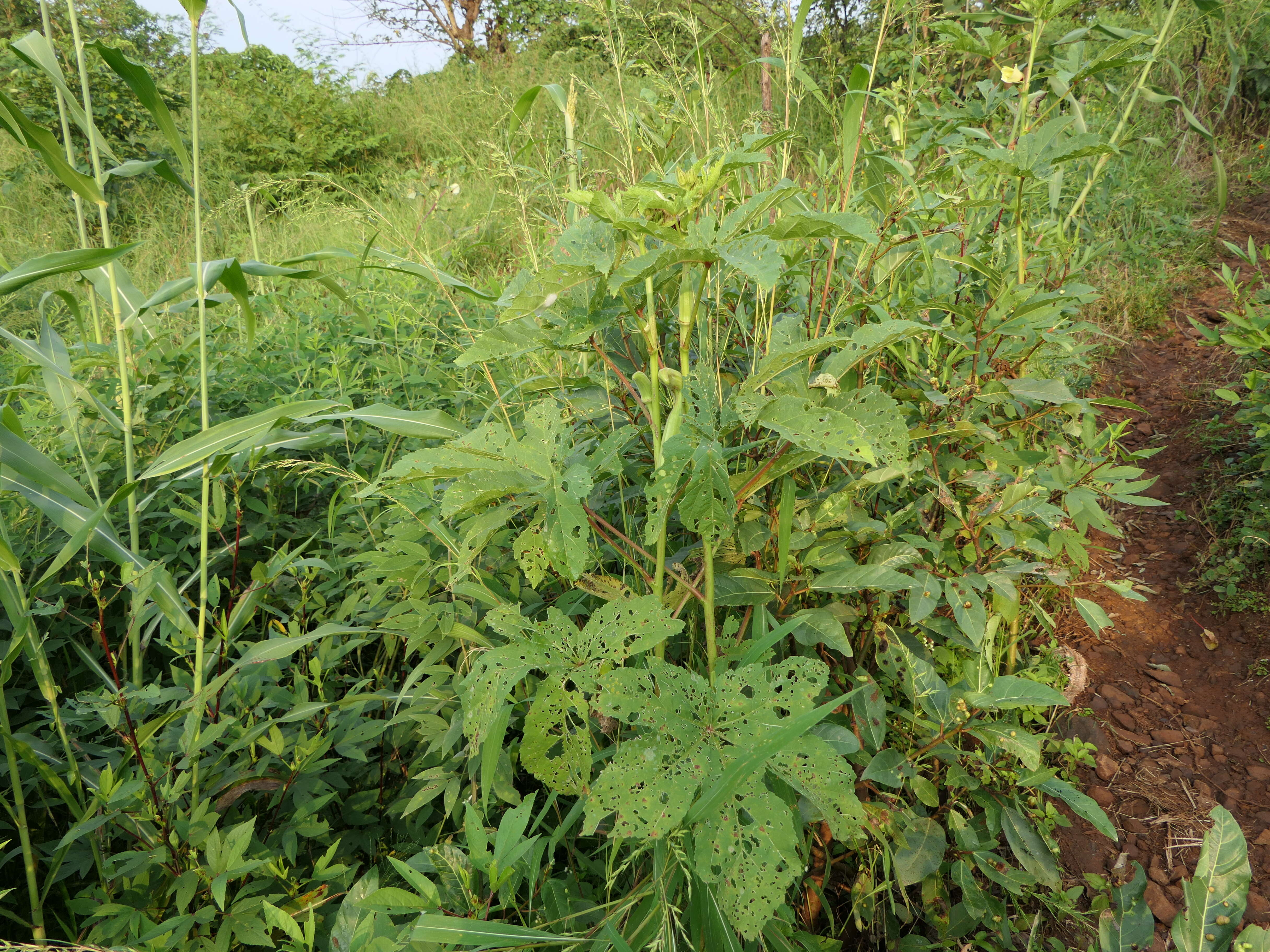 Image of okra